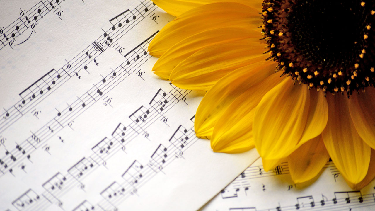 Eine Sonnenblume liegt auf einem Notenblatt.